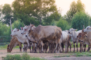.The herd walked on the street heading for the farm's stable. Evening near dusk