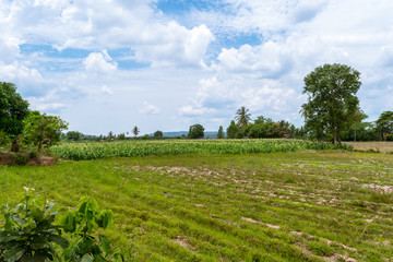 Fototapeta na wymiar Agricultural landscape of corn field