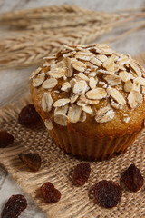 Muffin with oatmeal baked with wholemeal flour and ears of rye grain, delicious healthy dessert concept