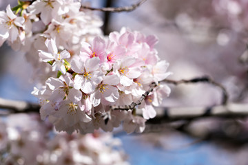 Cherry Blossoms - 155256595