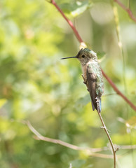 Fototapeta premium Broad tailed hummingbird