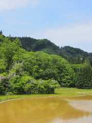 田植えの後の田んぼと藤の花