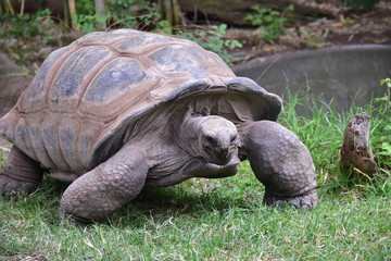 Tortoise