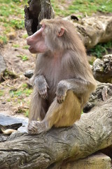 Macaque