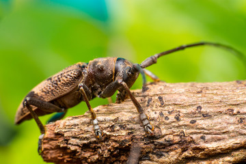 Right view of brown Spined Oak Borer Longhorn Beetle (Arthropoda: Insecta: Coleoptera: Cerambycidae: Elaphidion mucronatum) crawling on a tree branch isolated with buttery, smooth, green background