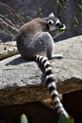 Hungry Lemur