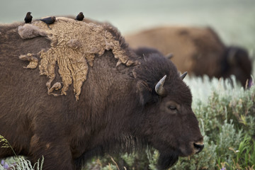 Fototapeta premium American Bison (Bison bison) Grand Teton NP, Wyoming