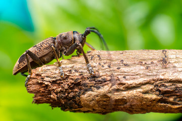Right view of brown Spined Oak Borer Longhorn Beetle (Arthropoda: Insecta: Coleoptera: Cerambycidae: Elaphidion mucronatum) crawling on a tree branch isolated with buttery, smooth, green background