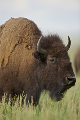 American Bison (Bison bison)  Grand Teton NP, Wyoming