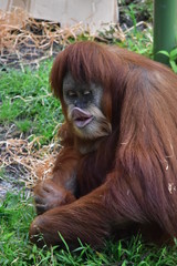 Orangutang