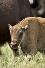 Fototapeta premium American Bison (Bison bison) Grand Teton NP, Wyoming
