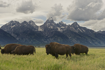 American Bison (Bison bison)  Grand Teton NP, Wyoming