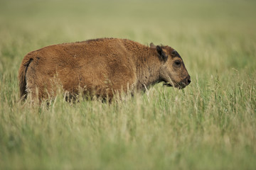 American Bison (Bison bison)  Grand Teton NP, Wyoming