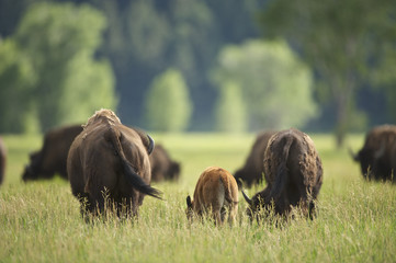 American Bison (Bison bison)  Grand Teton NP, Wyoming