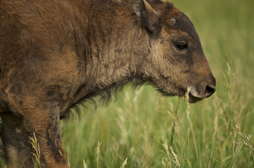 American Bison (Bison bison)  Grand Teton NP, Wyoming © Enrique
