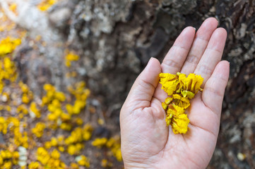 Yellow flowers in female hand