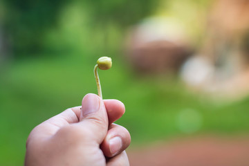 Planting tree.