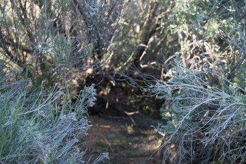 Sagebrush