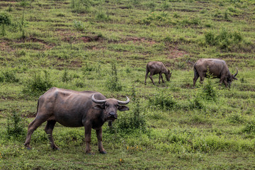 Buffalo farm close up, Concept pet farm.