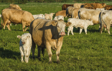 Fototapeta premium Young calf at cow mother