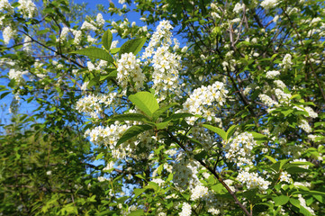 The bird cherry bush. Flowers of bird cherry against the blue sky.