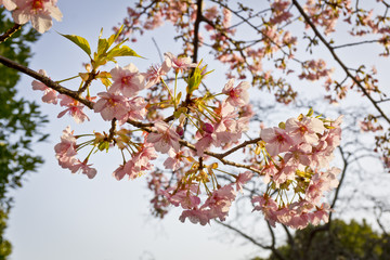 Kirschblüte