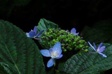 多摩川台公園の紫陽花
