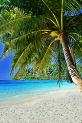 Fototapeta na wymiar coconut tree on the white sand beach on the island in a sunny day with blue water and blue sky.