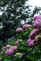 Fototapeta premium 多摩川台公園の紫陽花