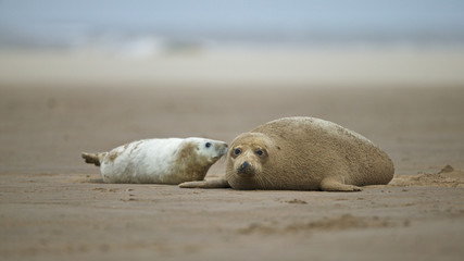 Grey seal cow and pup (Halichoerus grypus), on the beach at Donna Nook, Linconshire, UK