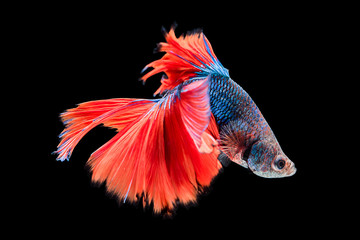 Obraz premium Siamese fighting fish