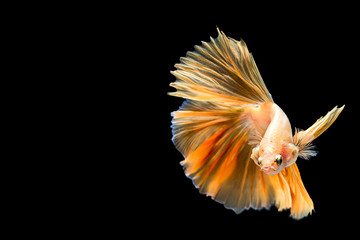 Siamese fighting fish