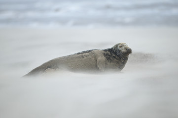 Grey seal male (Halichoerus grypus), on the beach at Donna Nook, Linconshire, UK