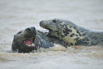 Grey seals, male and female (Halichoerus grypus), in the shore break at Donna Nook, Linconshire, UK