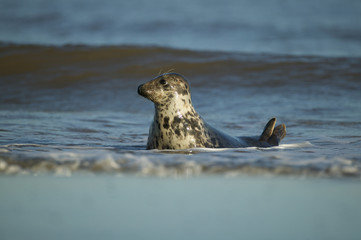 Grey Seal female in the shore break (Halichoerus grypus) at Donna Nook UK
