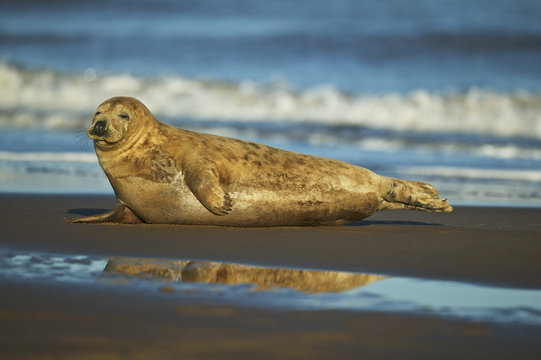 A common or harbor seal (Phoca vitulina), rests on a beach