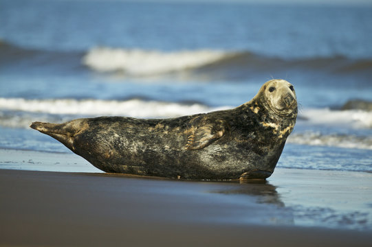 Grey Seal male in the shore break (Halichoerus grypus) at Donna Nook UK