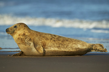 A common or harbor seal (Phoca vitulina), rests on a beach