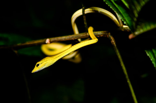 Yellow snake on branch