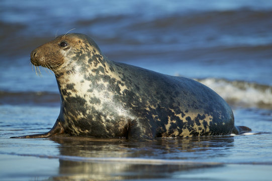 Grey Seal in the shore break (Halichoerus grypus) at Donna Nook UK