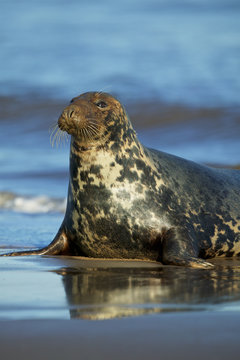 Grey Seal in the shore break (Halichoerus grypus) at Donna Nook UK