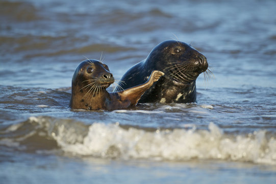 Grey Seal female and male play in the shore break (Halichoerus grypus) at Donna Nook UK