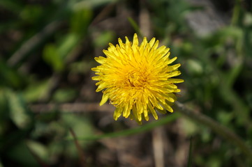Bright yellow spring dandelions
