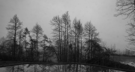 black and white tree in fog