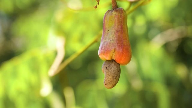 Cashew fruits with nut (Anacardium occidentale) growing on a tree.Cashew nuts growing on a tree This extraordinary nut grows outside the fruit. Busuanga, Palawan, Philippines 4k