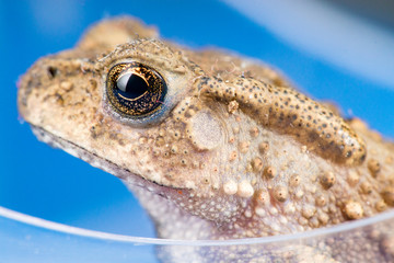 Extreme view of small brown Asian common Toad (Anura: Bufonidae: Duttaphrynus melanostictus) with bumpy skin stay still in transparent container