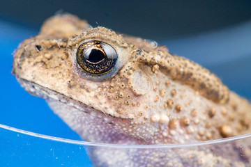 Extreme view of small brown Asian common Toad (Anura: Bufonidae: Duttaphrynus melanostictus) with bumpy skin stay still in transparent container