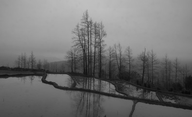 black and white tree in fog