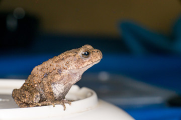 Small brown Asian common Toad (Anura: Bufonidae: Duttaphrynus melanostictus) with bumpy skin sitting and stay still on a bowl isolated with soft and dark blue background