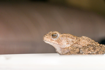 Small brown Asian common Toad (Anura: Bufonidae: Duttaphrynus melanostictus) with bumpy skin sitting and stay still on a bowl isolated with soft and dark blue background